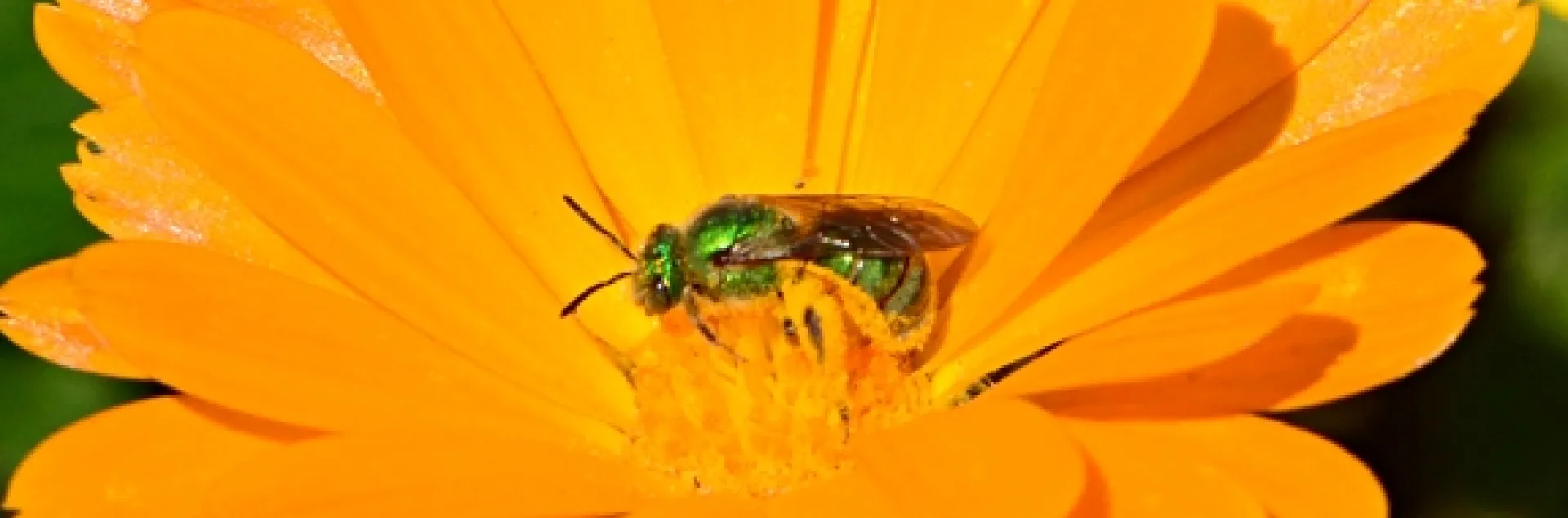 Female metallic green sweat bee, Agapostemon texanus, on coreopsis. (Photo by Kathy Keatley Garvey