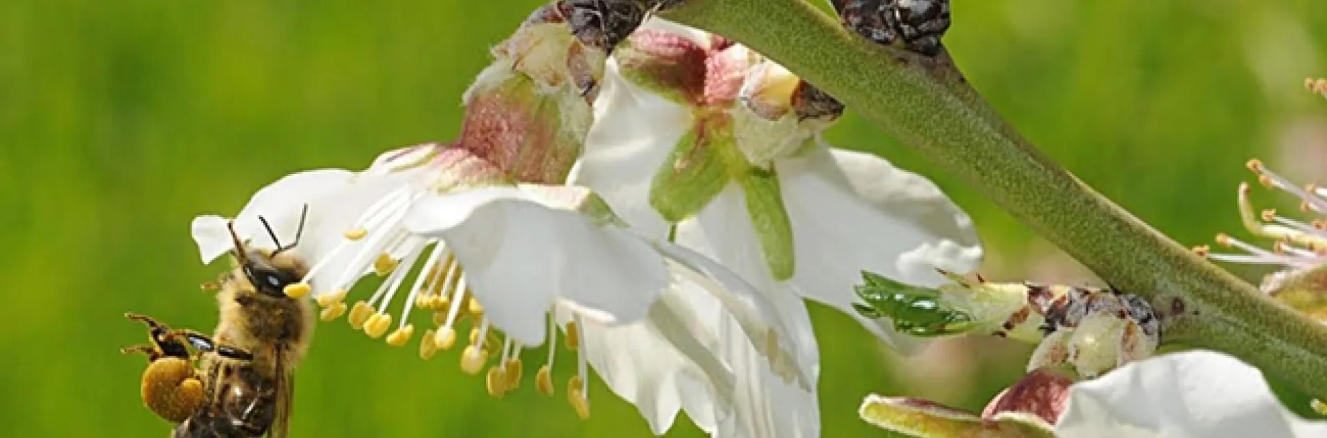 A honey bee packing pollen as it forages on almonds. (Photo by Kathy Keatley Garvey)