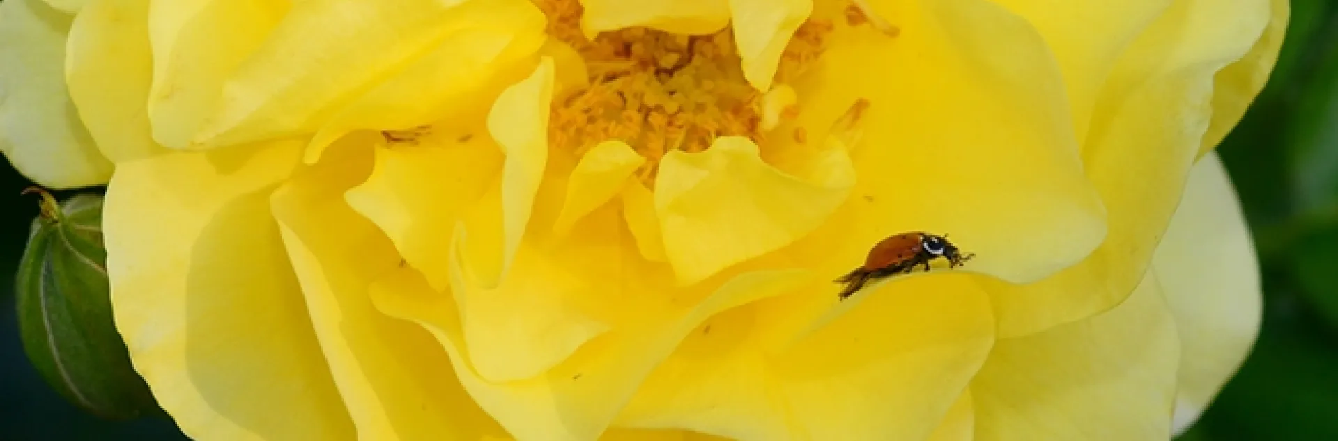 A ladybug foraging on a yellow rose, Sparkle and Shine. (Photo by Kathy Keatley Garvey)