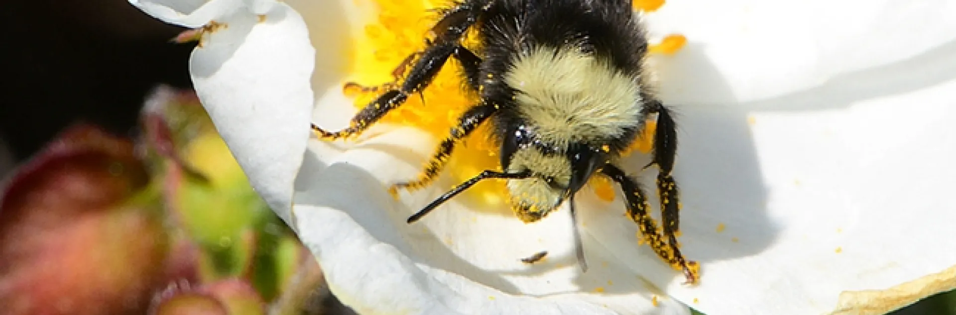 Yellow-faced bumble bee, Bombus vosnesenskii, foraging on rock rose. (Photo by Kathy Keatley Garvey)