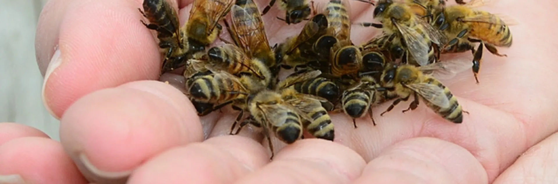 Honey bees in the hands of Pam Kan-Rice. (Photo by Kathy Keatley Garvey)