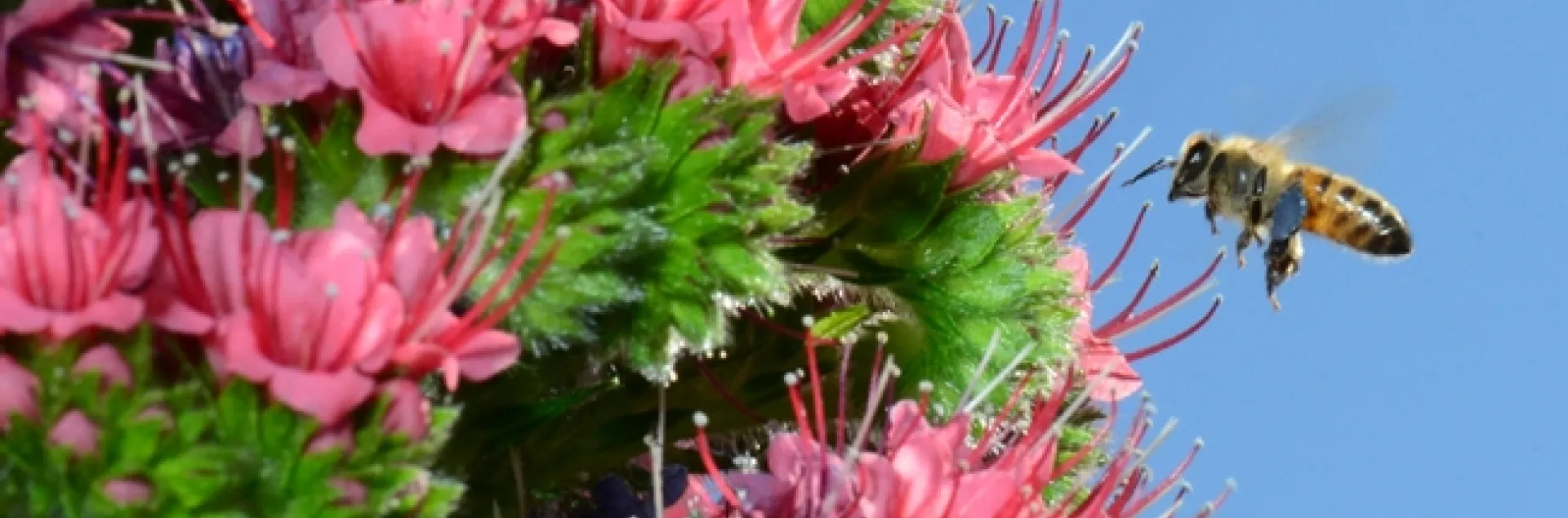 Honey bee packing a load of blue pollen heading for the tower of jewels, Echium wildpretii. (Photo by Kathy Keatley Garvey)