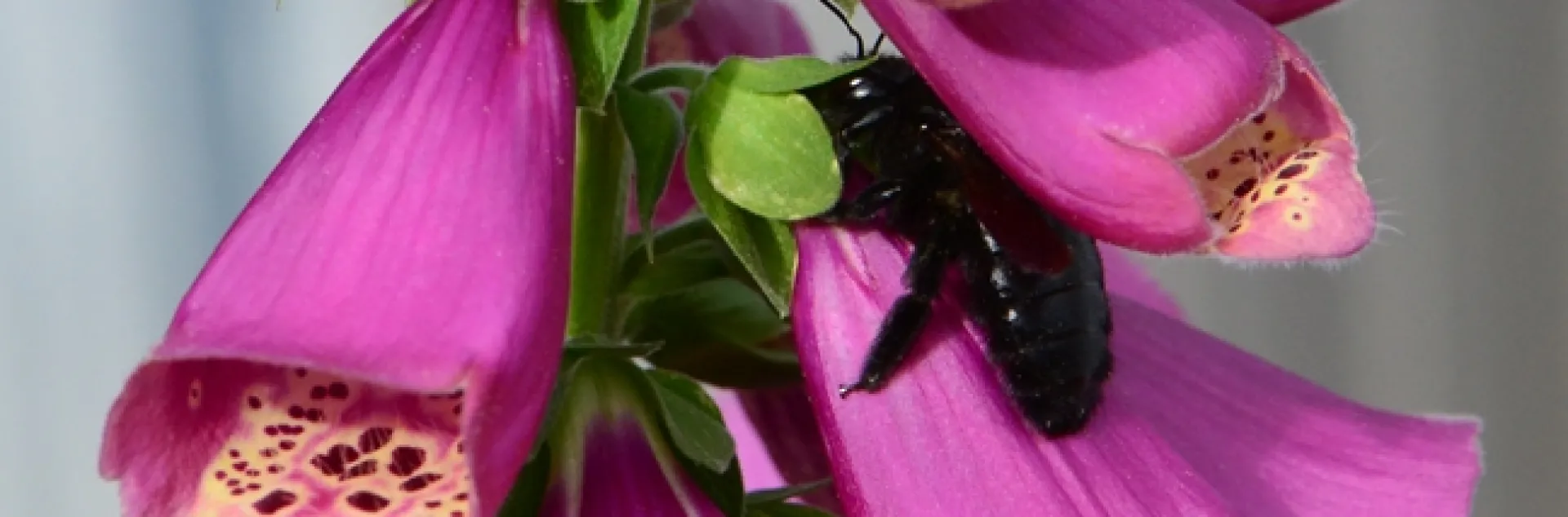 A Valley carpenter bee appears to be "nectar-robbing," drilling a hole through the flower instead of going into the entrance. (Photo by Kathy Keatley Garvey)