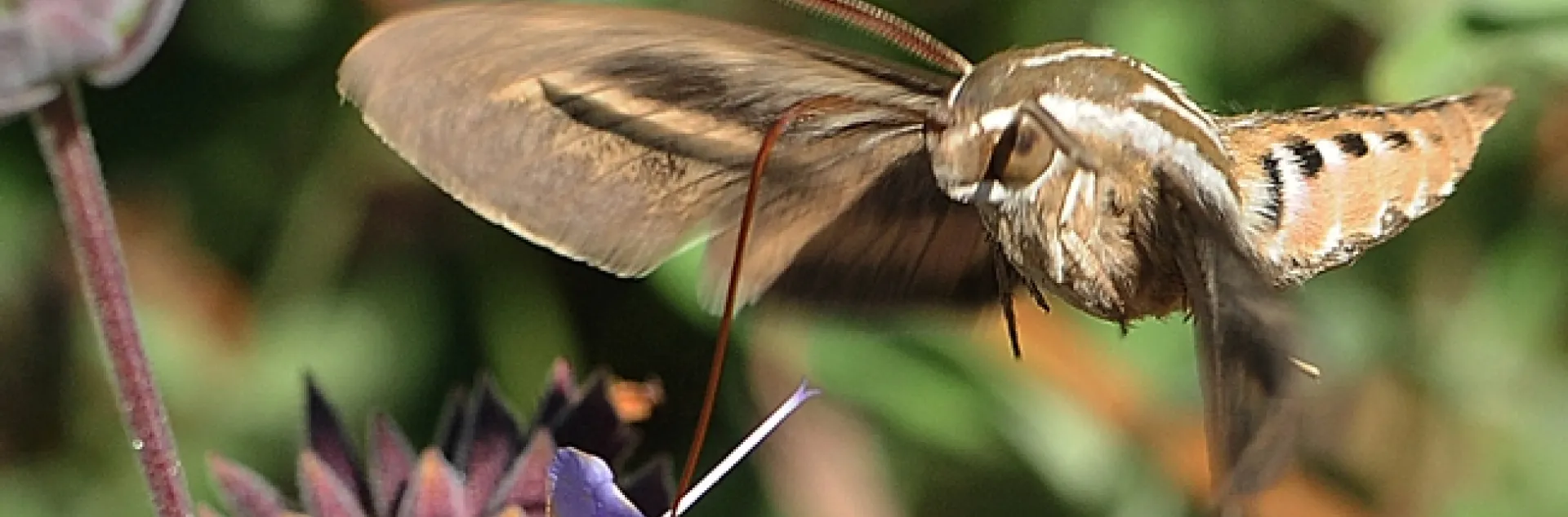 A white-lined Sphinx moth heads for a flower. (Photo by Kathy Keatley Garvey)
