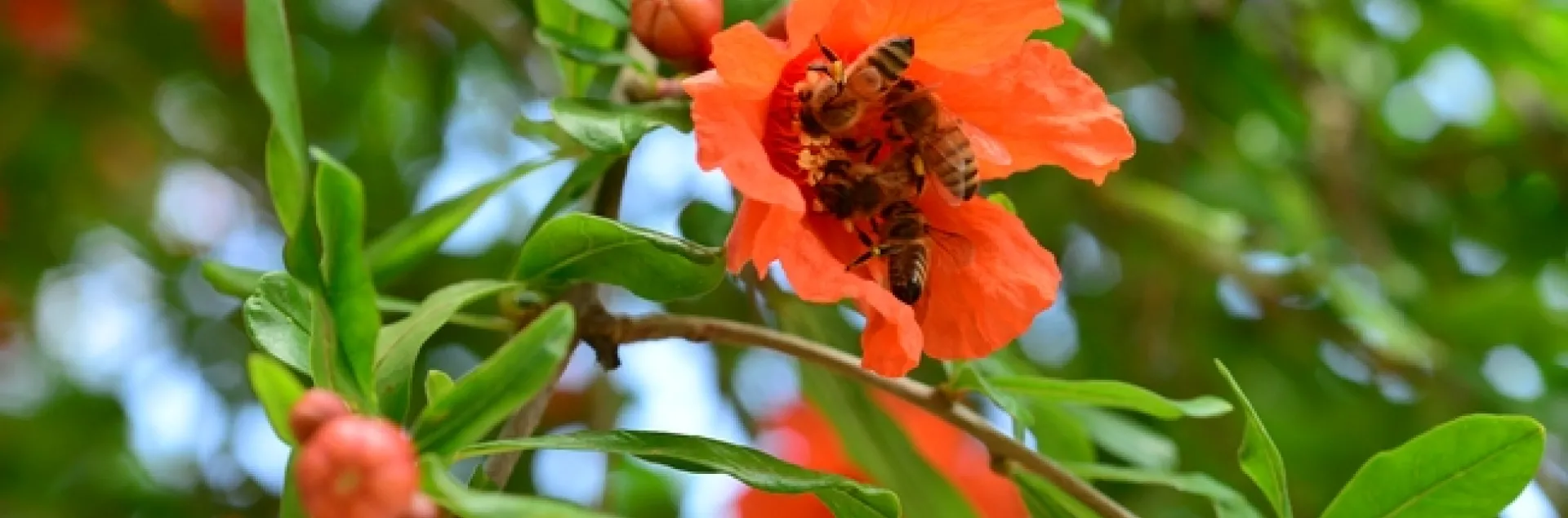 Honey bees clustering on pomegranate blossom. (Photo by Kathy Keatley Garvey)