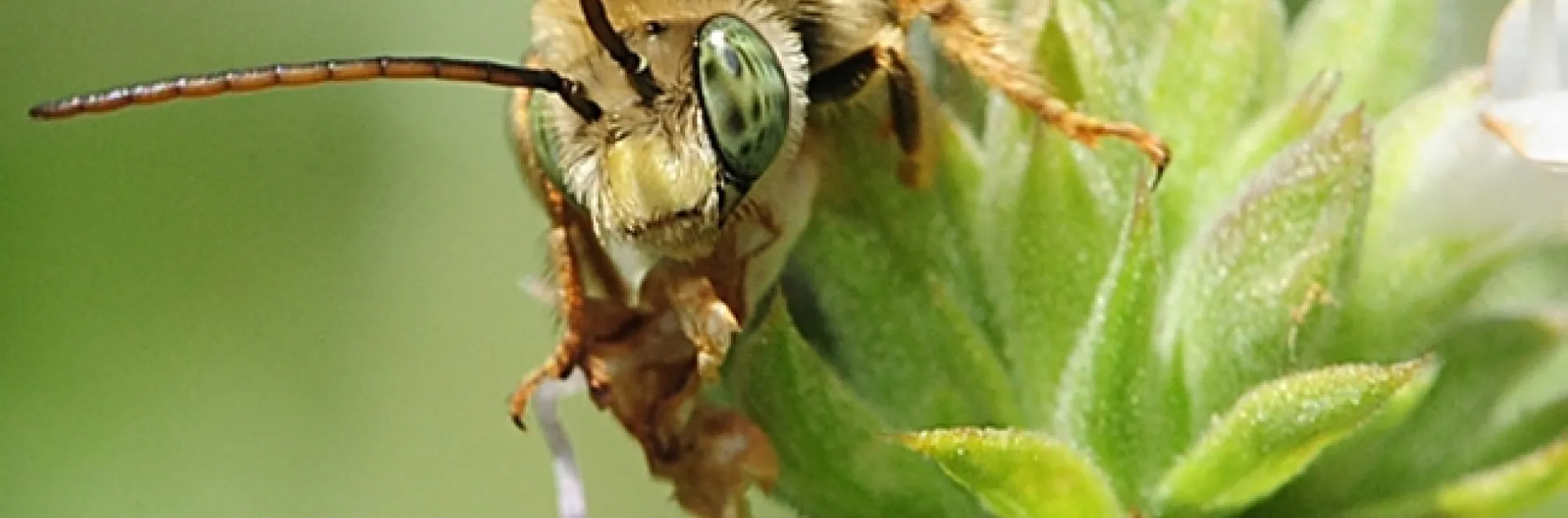 A male longhorned bee, Melissodes communis, as identified by native pollinator specialist Robbin Thorp, emeritus professor of entomology at UC Davis. (Photo by Kathy Keatley Garvey)