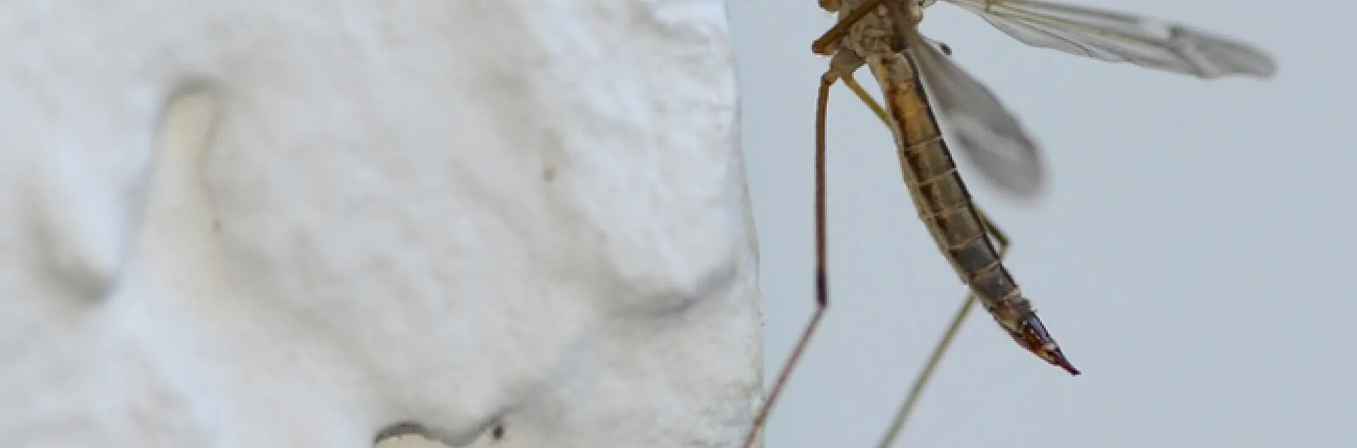 A crane fly lands on a stucco wall. (Photo by Kathy Keatley Garvey)