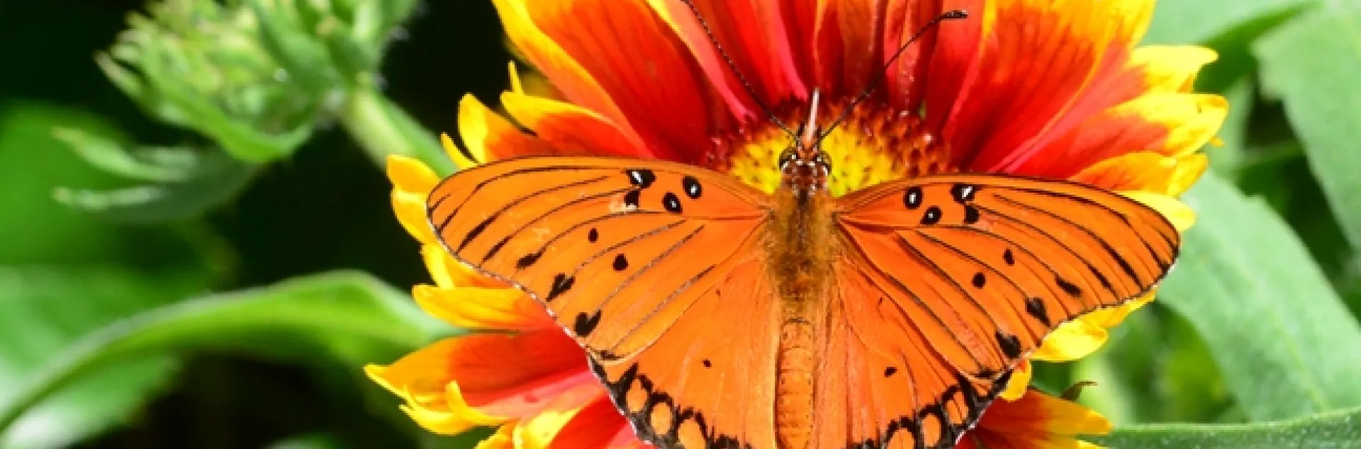 Gulf Fritillary touches down on a blanket flower. (Photo by Kathy Keatley Garvey)