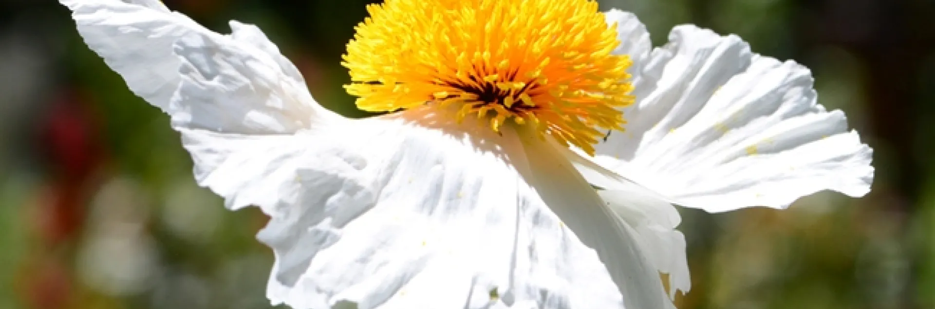 A bee ballet over a Matilija poppy. (Photo by Kathy Keatley Garvey)