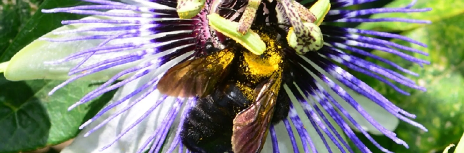 A Valley carpenter bee receives a brush of pollen. (Photo by Kathy Keatley Garvey)