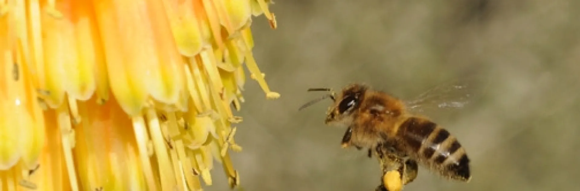 A honey bee, loaded with pollen, heads for Kniphofia "Christmas Cheer." (Photo by Kathy Keatley Garvey