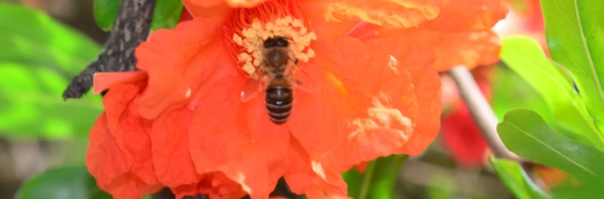 Honey bee foraging on a pomegranate blossom. (Photo by Kathy Keatley Garvey)