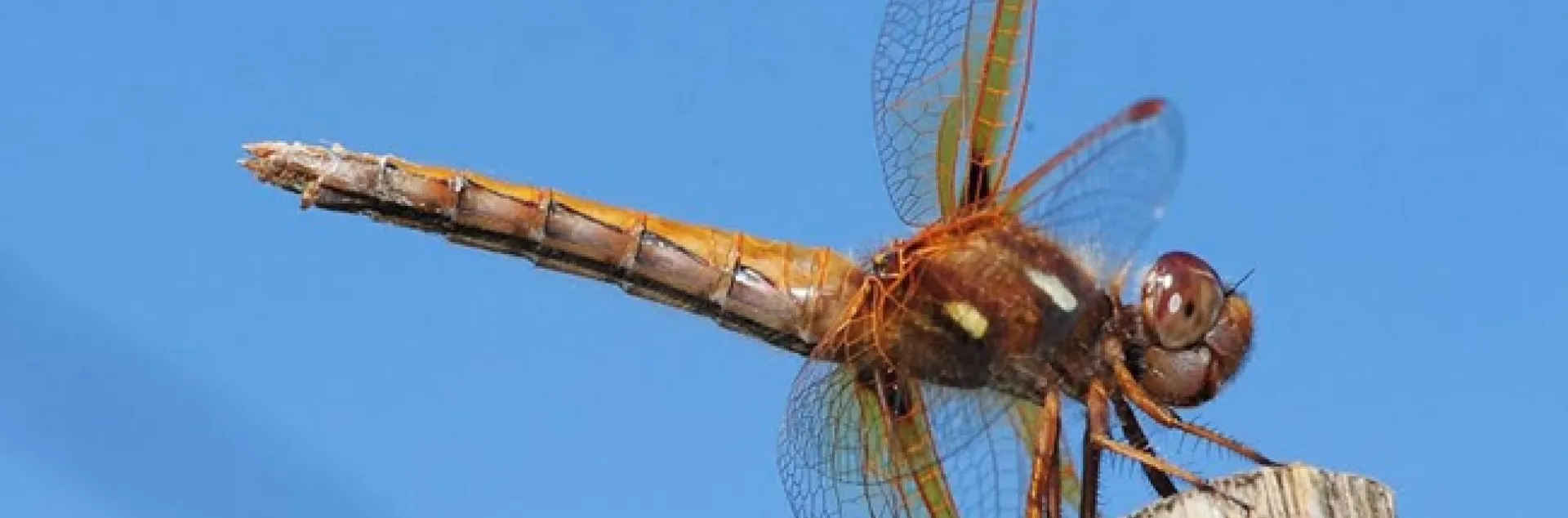 Red-veined meadowhawk, Sympetrum madidum, perches on a stake. (Photo by Kathy Keatley Garvey)
