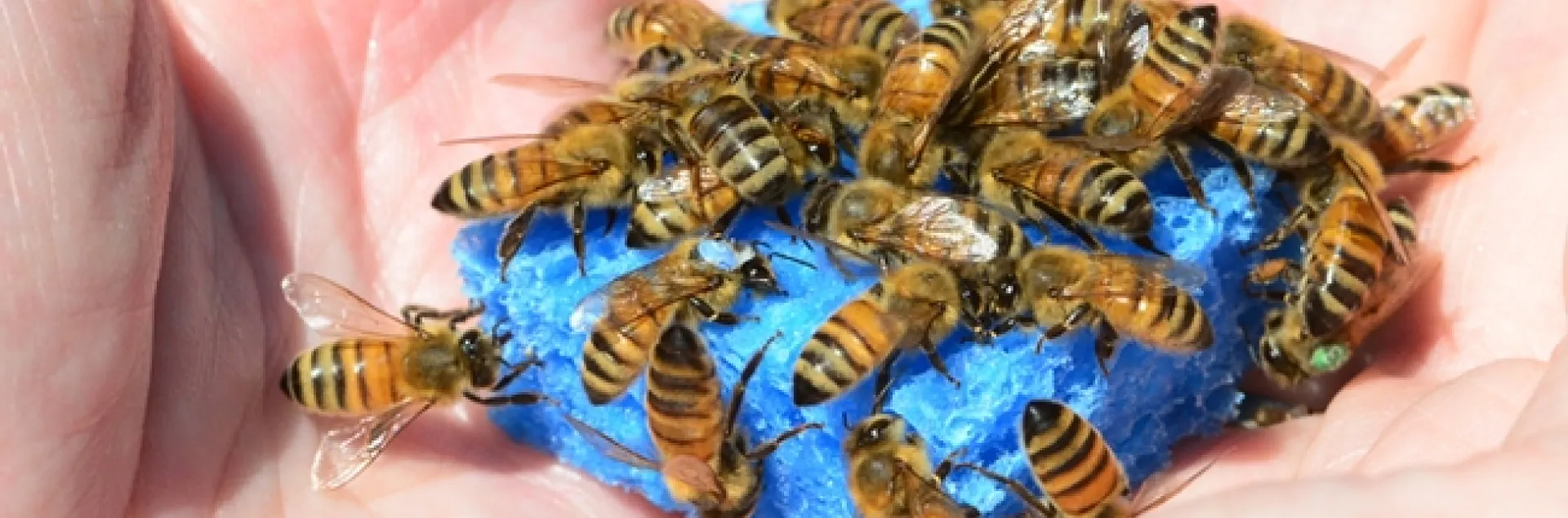 A handful of bees, held by Barbara Allen-Diaz. (Photo by Kathy Keatley Garvey)