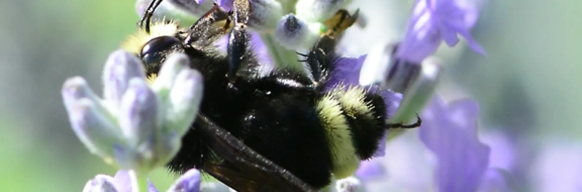 A male yellow-faced bumble bee, Bombus vosnesenskii, appears to be "resting" on lavender. (Photo by Kathy Keatley Garvey)