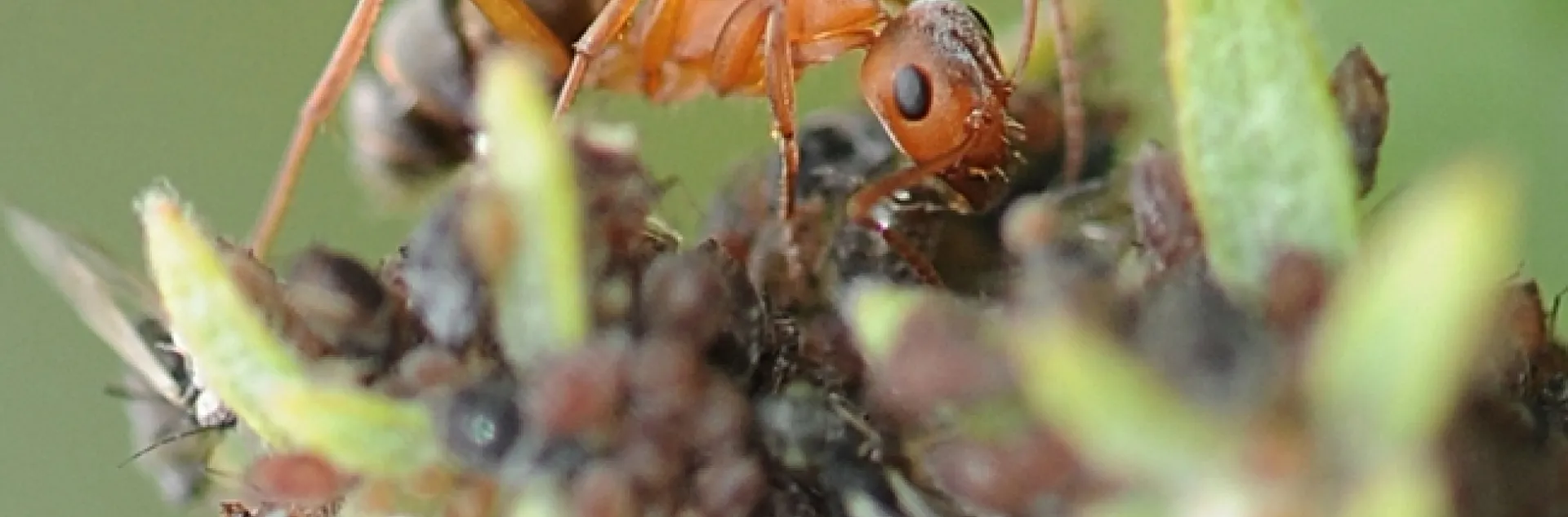 Formica moki, a native ant, frequents Yolo County gardens. (Photo by Kathy Keatley Garvey)