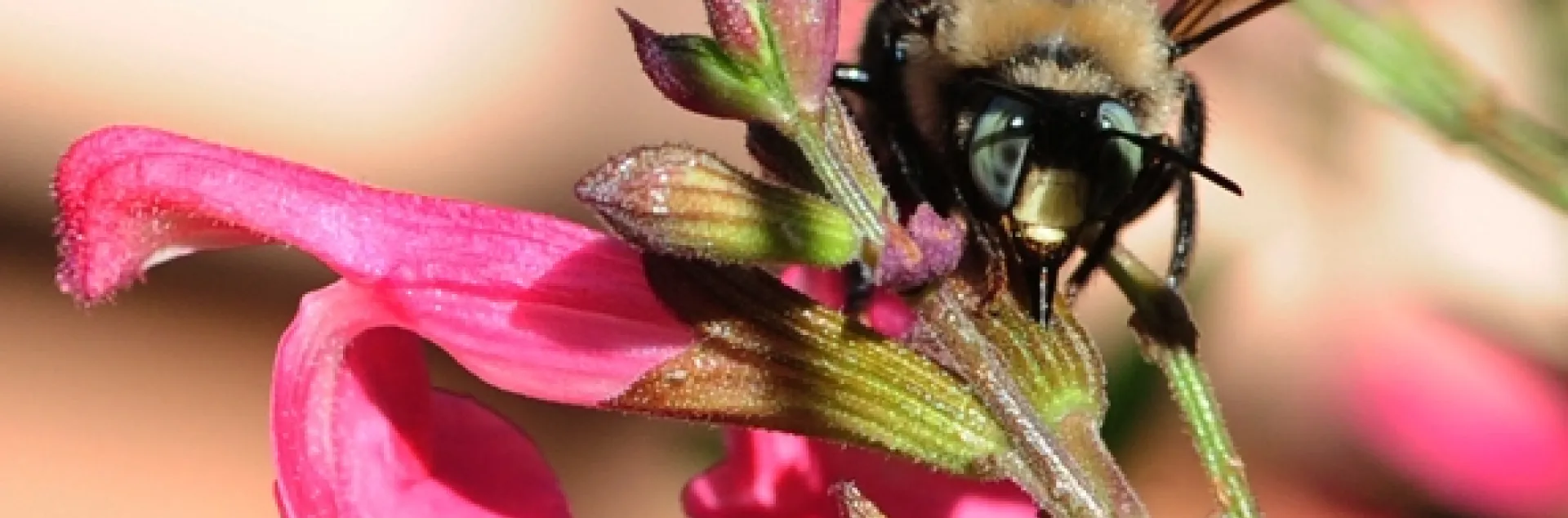 Mountain carpenter bee, Xylocopa tabaniformis orpifex, engaging in nectar robbing. (Photo by Kathy Keatley Garvey)