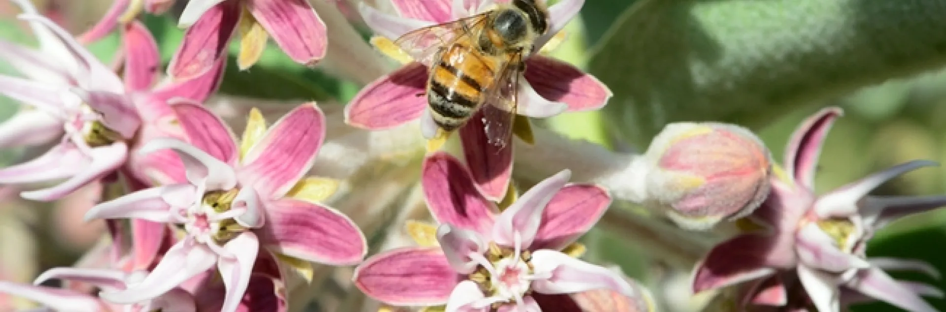 Honey bee foraging on milkweed in the UC Davis Arboretum, near Mrak Hall. (Photo by Kathy Keatley Garvey)