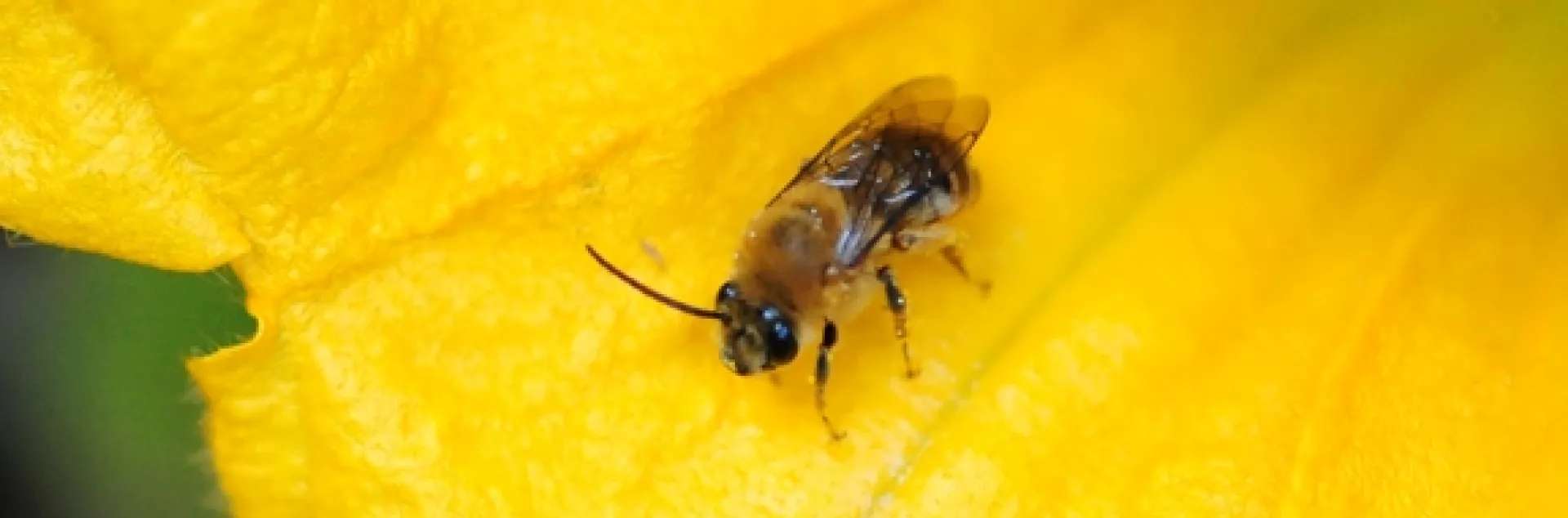 Squash bee, Peponapis pruinosa, on a squash blossom. (Photo by Kathy Keatley Garvey)