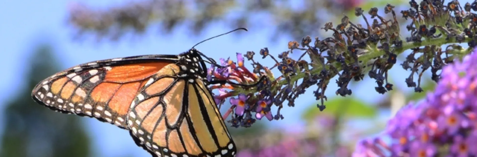 A monarch butterfly on a butterfly bush. (Photo by Kathy Keatley Garvey)