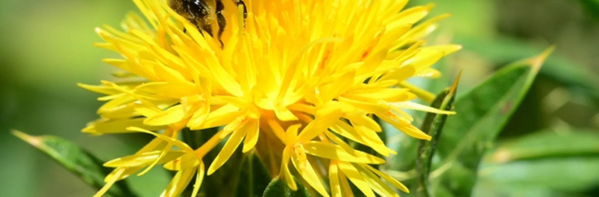 Honey bee foraging on safflower. (Photo by Kathy Keatley Garvey)