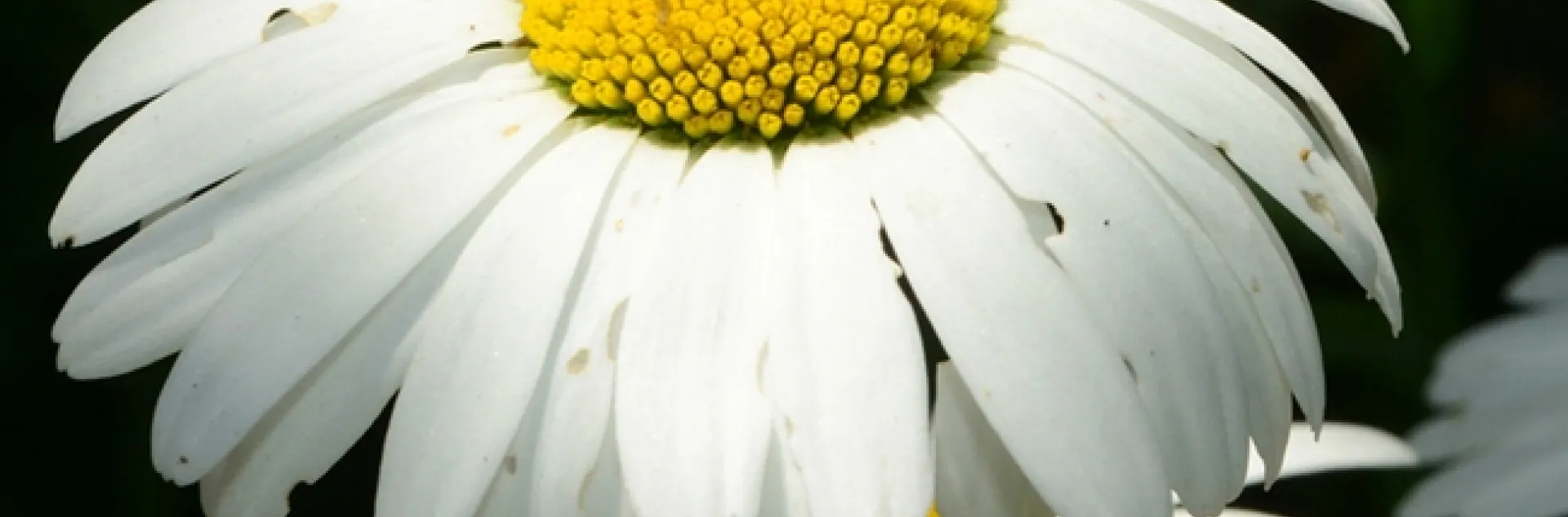 A drone fly, Eristalis tenax, on a Shasta daisy at the Luther Burbank Home and Gardens. (Photo by Kathy Keatley Garvey)