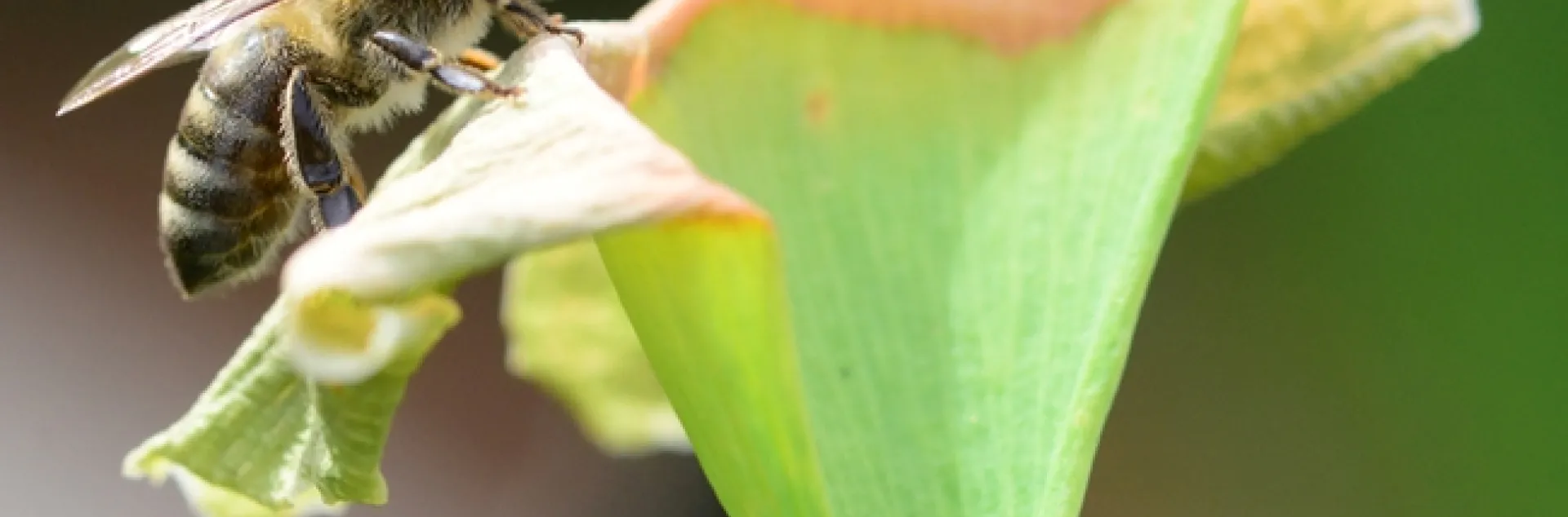 A honey bee lands on a ginkgo tree. (Photo by Kathy Keatley Garvey)