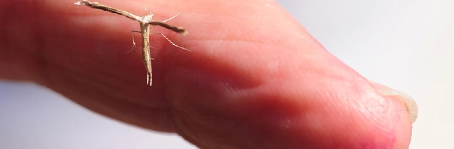 The plume moth is tiny. It's shown here on the finger of native pollinator specialist Robbin Thorp, emeritus professor of entomology at UC Davis. (Photo by Kathy Keatley Garvey)