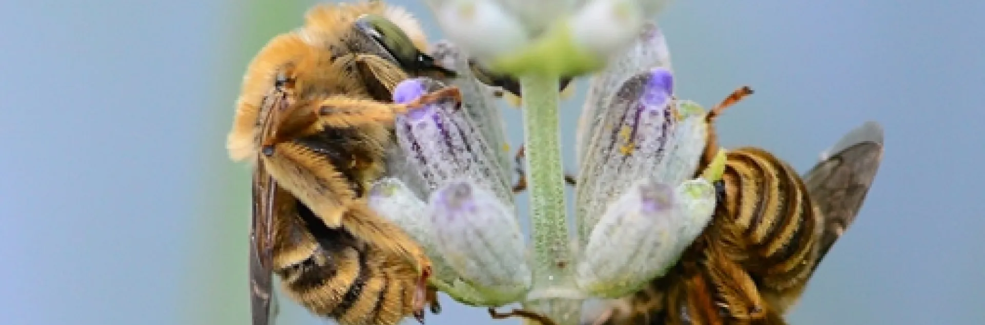 These males are longhorned digger bees, Melissodes agilis, sleeping on a lavender stem. (Photo by Kathy Keatley Garvey)