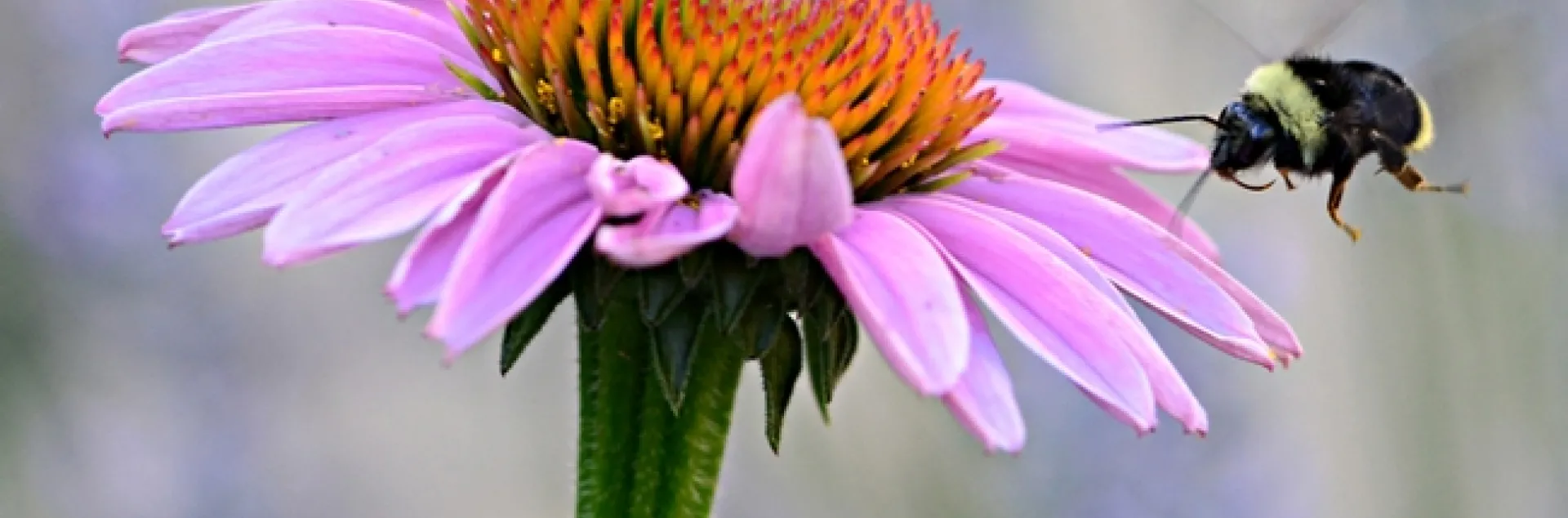 A female bumble bee, Bombus fervidus, heads for a purple coneflower. (Photo by Kathy Keatley Garvey)