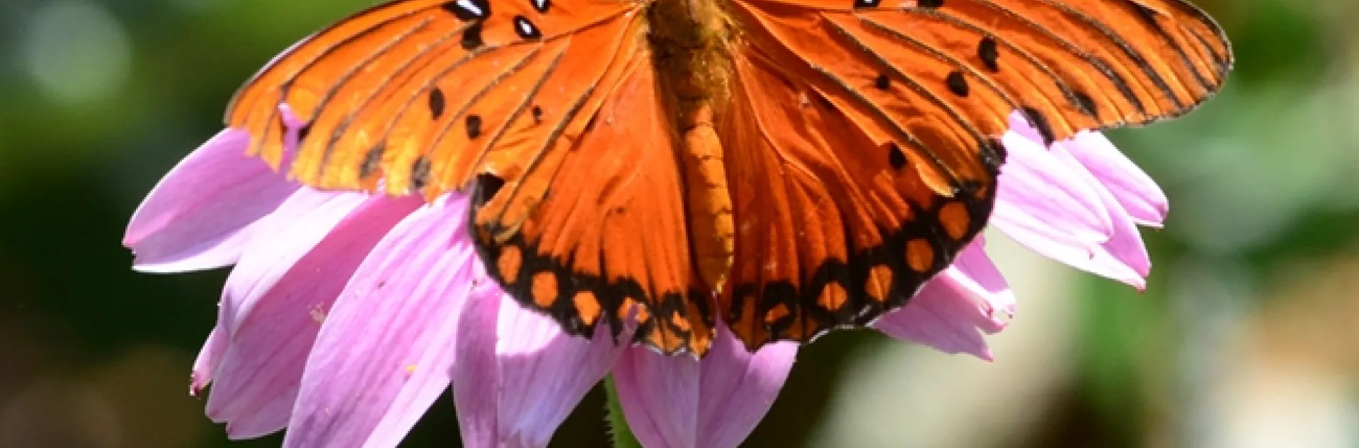 Gulf Fritillary (Agraulis vanillae) spreads its wings on a purple coneflower(Echinacea purpurea) (Photo by Kathy Keatley Garvey)