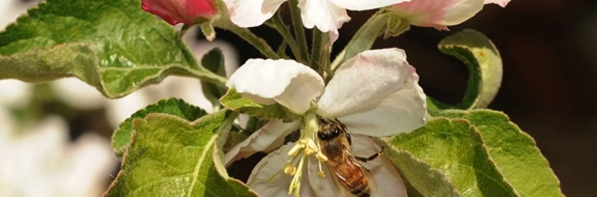 A honey bee pollinating an apple blossom. (Photo by Kathy Keatley Garvey)