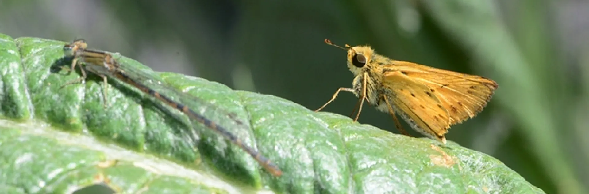 A fiery skipper and a damselfly sharing the same spot: an artichoke leaf. (Photo by Kathy Keatley Garvey)