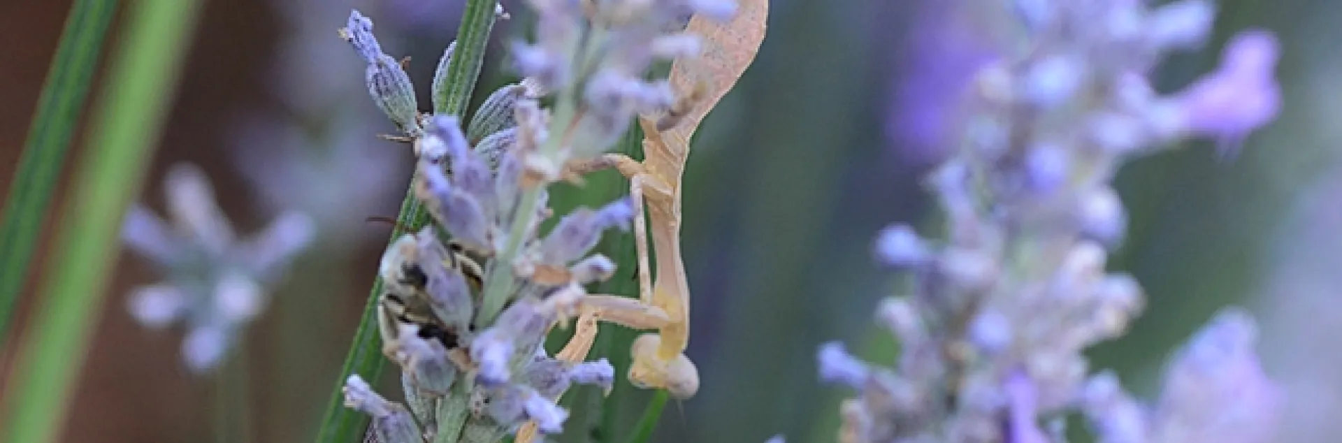 A praying mantis climbs down a lavender stem to get a closer look at the sleeping boy bees, longhorned digger bees, Melissodes agilis. (Photo by Kathy Keatley Garvey)