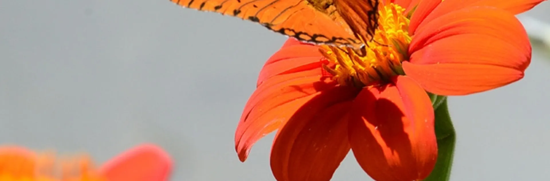 A Gulf Fritillary sips nectar from a Mexican sunflower (Tithonia), unaware of what will soon occur. (Photo by Kathy Keatley Garvey)