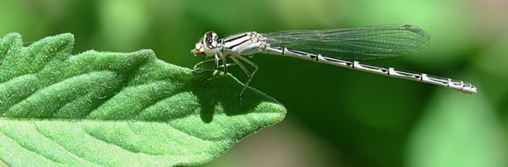 Damselfly on a leaf in the late afternoon. (Photo by Kathy Keatley Garvey)