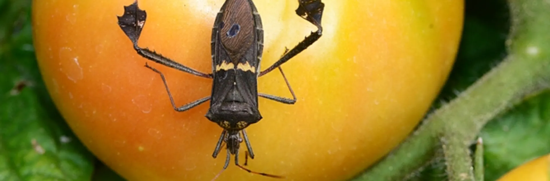A leaffooted bug on a tomato. This is Leptoglossus phyllopus, as identified by senior museum scientist Steve Heydon of the Bohart Museum of Entomology, UC Davis. (Photo by Kathy Keatley Garvey)