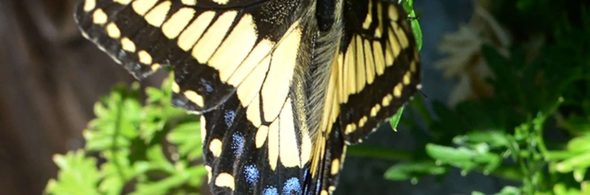 Anise swallowtail visiting a community park in Benicia. (Photo by Kathy Keatley Garvey))
