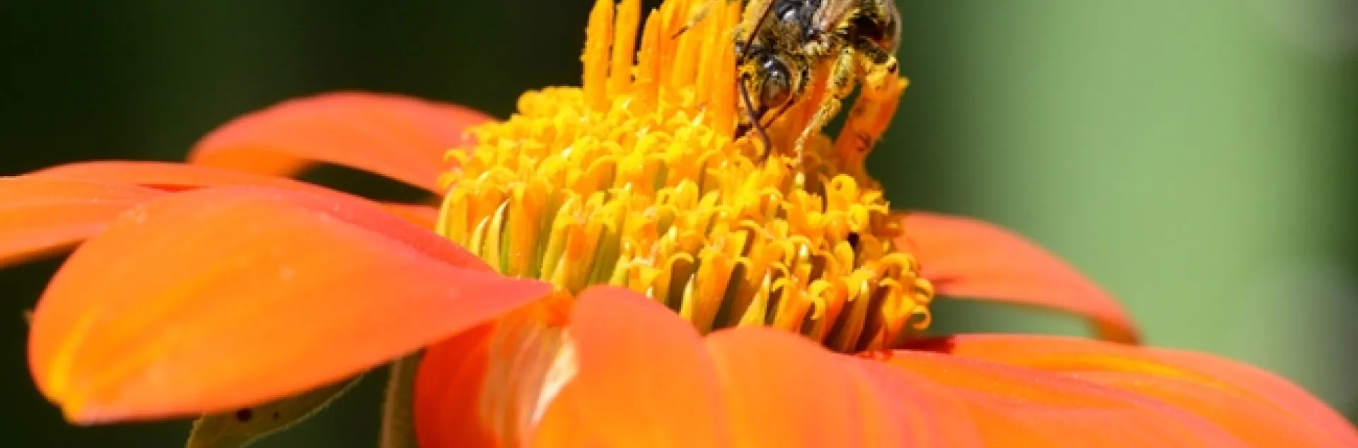 A male sunflower bee, Melissodes agilis, keeps a wary eye out as she forages on a Mexican sunflower, Tithonia. (Photo by Kathy Keatley Garvey)