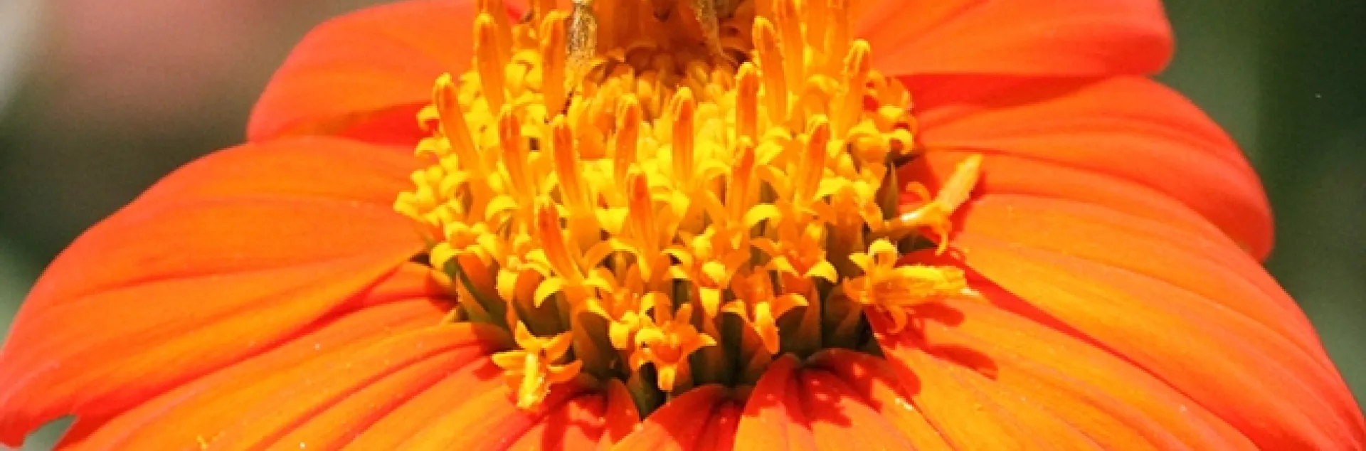 A male longhorned sunflower bee, Svastra obliqua, foraging on a Mexican sunflower. (Photo by Kathy Keatley Garvey)