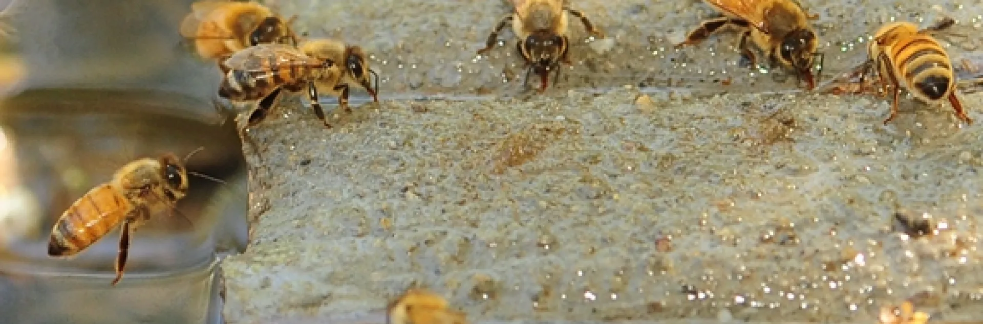 Honey bees find water where they can. (Photo by Kathy Keatley Garvey)