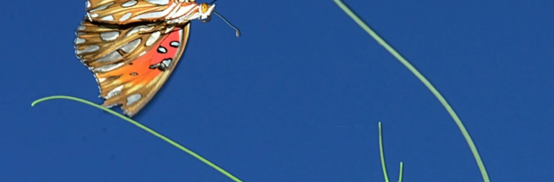 Gulf Fritillary (Agraulis vanillae) in flight over a passionflower vine. (Photo by Kathy Keatley Garvey)