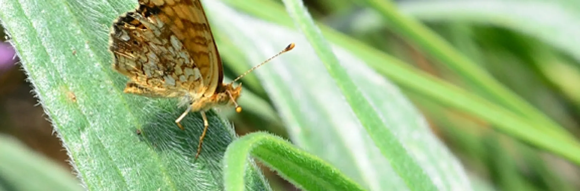 Mylitta Crescent butterfly (Physiodes mylitta) on the leaf of a tower of jewels, Echium wildpretii. (Photo by Kathy Keatley Garvey)