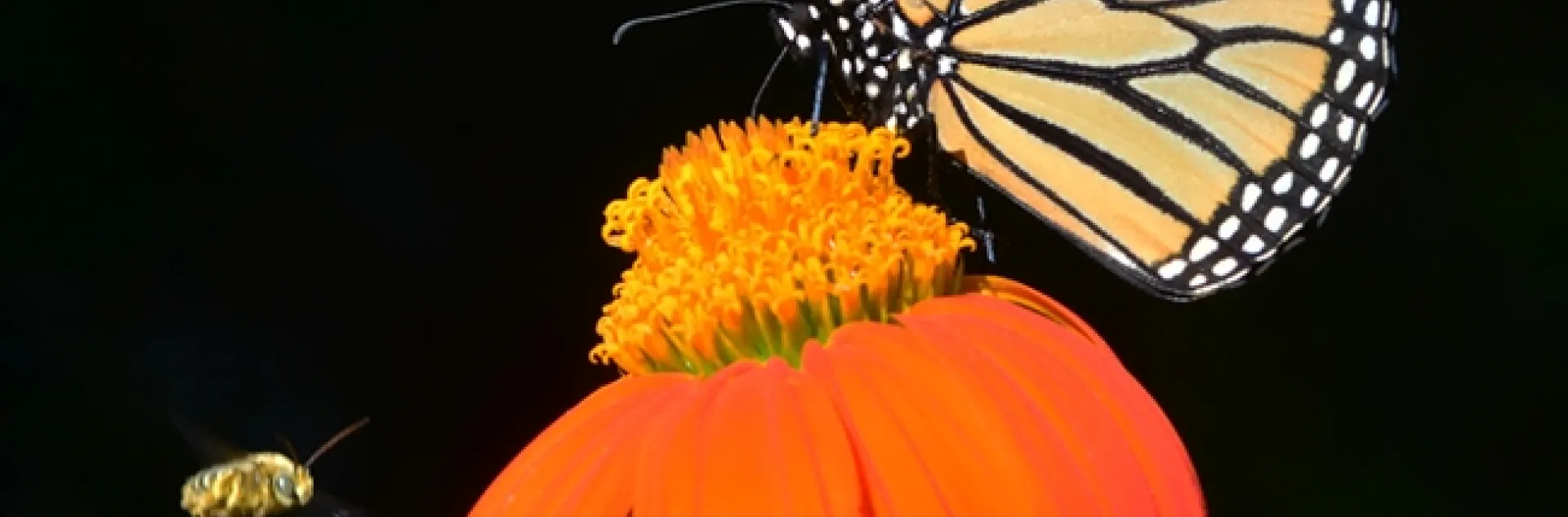 A male sunflower bee, Melissodes agilis, targets a monarch. (Photo by Kathy Keatley Garvey)