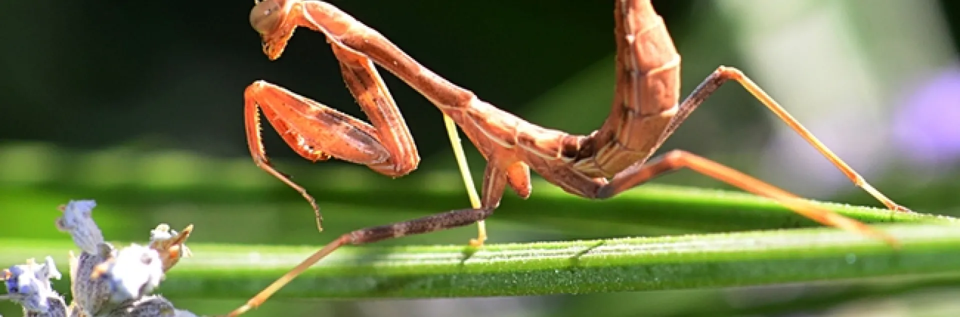 A praying mantis won’t eat a few days before it will shed its skin (molt). This is normal. After molting it will start to eat again. When a praying mantis will not eat even though it does not need to molt, it can help to offer it a Praying mantis soaking up some sun rays. (Photo by Kathy Keatley Garvey)