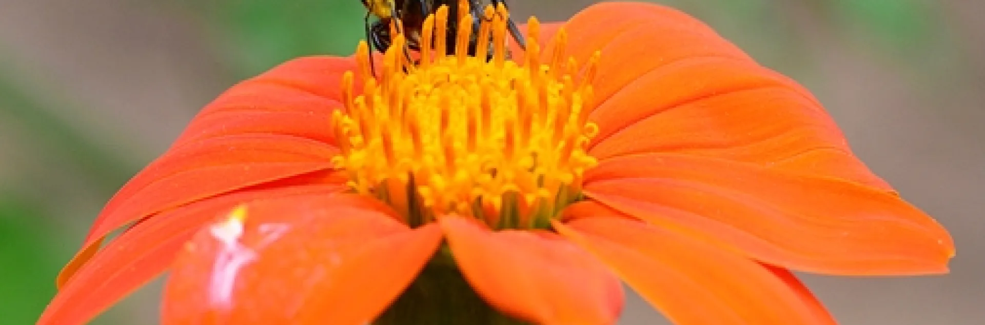 A longhorned bee, Melissodes agilis, dive-bombs a bumble bee, Bombus fervides. (Photo by Kathy Keatley Garvey)