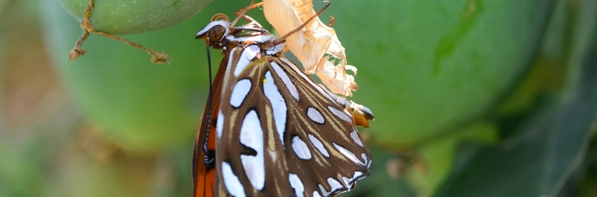A newly emerged Gulf Fritillary. (Photo by Kathy Keatley Garvey)