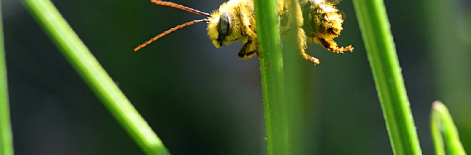 A longhorned bee, Melissodes agilis, awakens on a lavender stem. (Photo by Kathy Keatley Garvey)