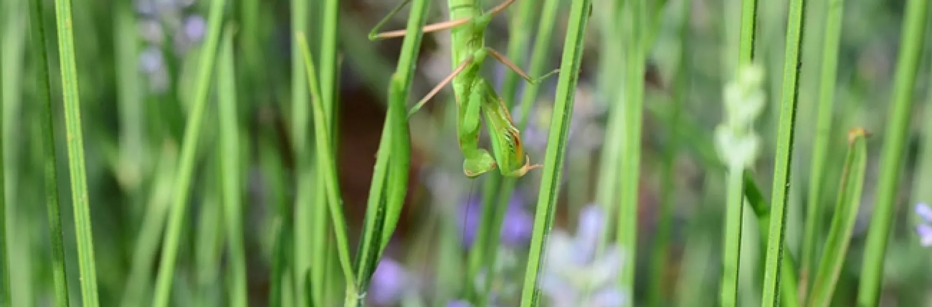 Camouflaged praying mantis. (Photo by Kathy Keatley Garvey)