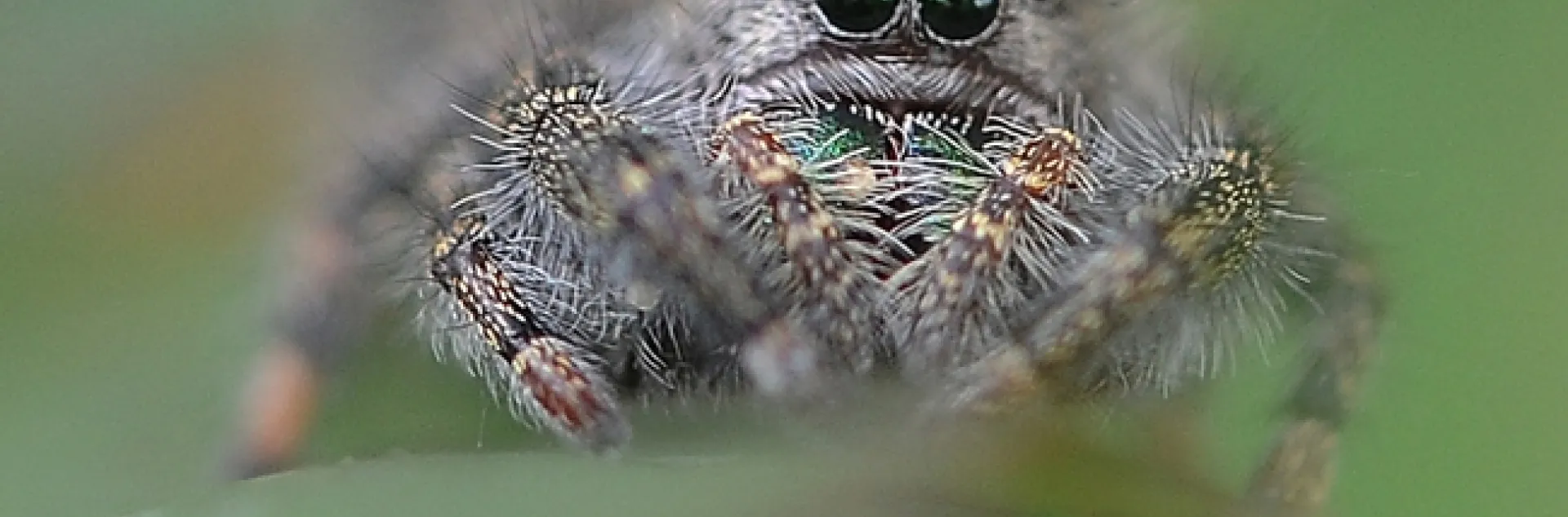 A jumping spider ready to jump. (Photo by Kathy Keatley Garvey)